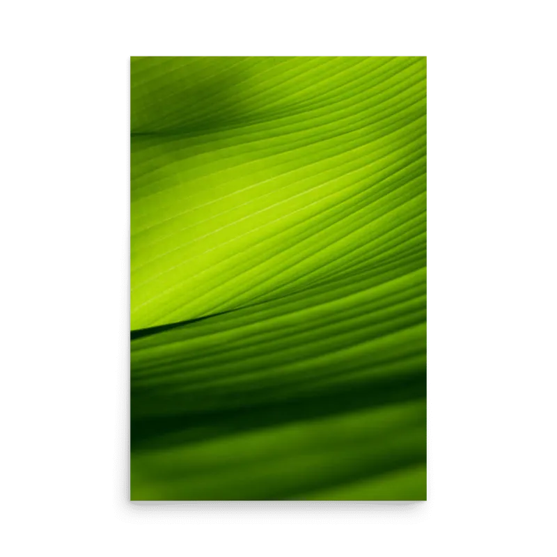 Green Banana Leaf Closeup