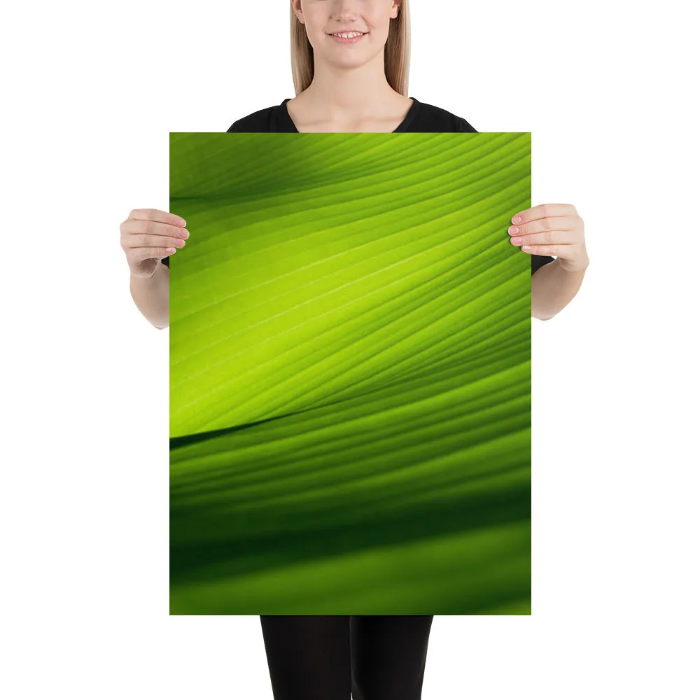 Green Banana Leaf Closeup