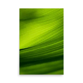 Green Banana Leaf Closeup