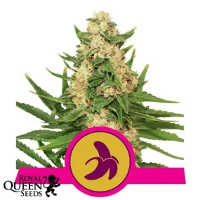 SEE061: FAT Banana FEM 1 Seed